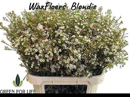 <h4>Chame Blondie</h4>