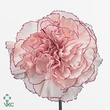 <h4>Di St Mariposa</h4>