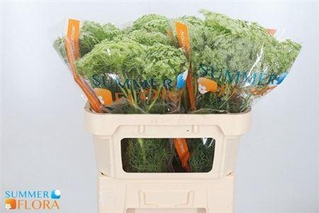 <h4>Ammi Visnaga</h4>