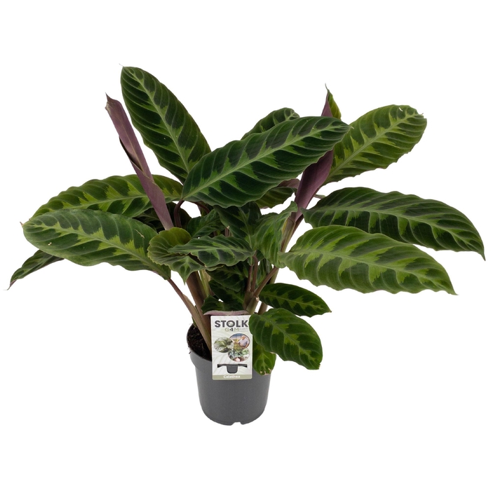 <h4>Calathea 14cm 'Warscewiczii'</h4>