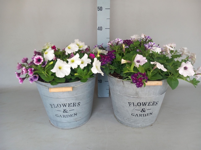 <h4>Petunia   ...</h4>