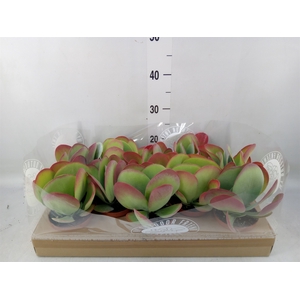 Kalanchoe NF thyrsiflora