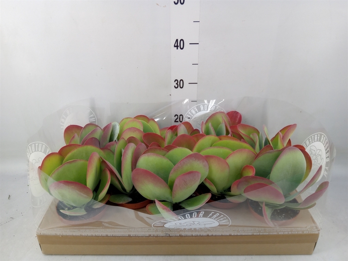<h4>Kalanchoe NF thyrsiflora</h4>