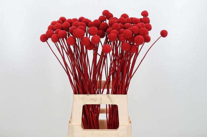 Craspedia Kl Bh Rood Xl