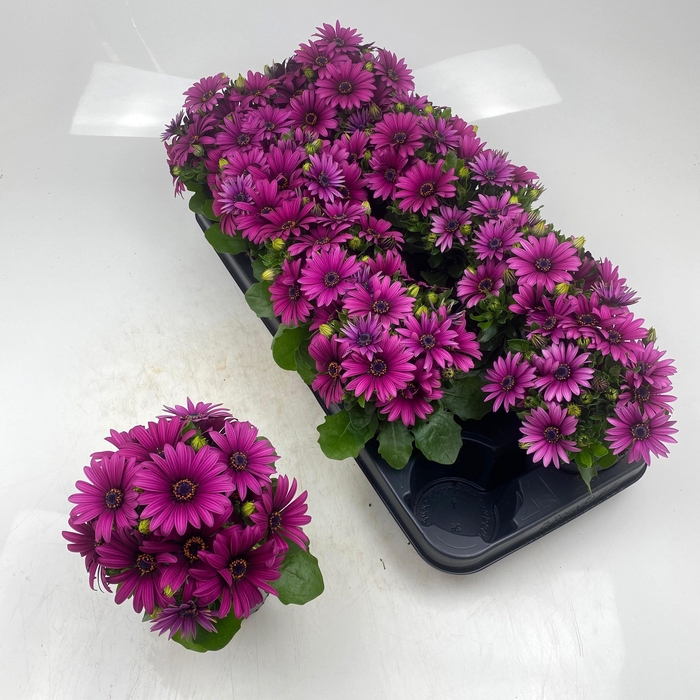 <h4>OSTEO SUNNY CAMBRIA</h4>