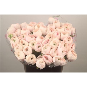 Ran.. Su Hanoi Extra