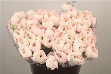 <h4>Ran.. Su Hanoi Extra</h4>