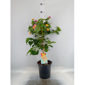 Lantana camara   ...