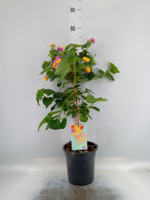 <h4>Lantana camara   ...</h4>