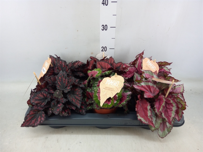 <h4>Begonia BD 'MagicColours'</h4>