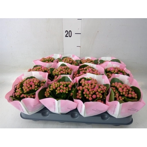 Kalanchoe  'Else Flowers Oakley'