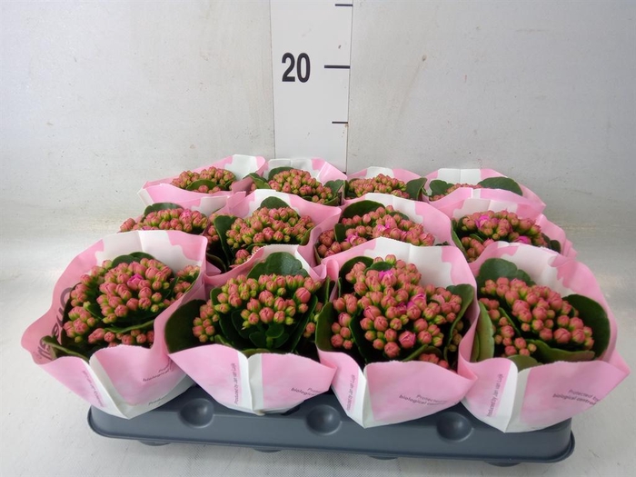 <h4>Kalanchoe 'Else Flowers Oakley'</h4>