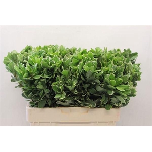 PITTOSPORUM ILAN