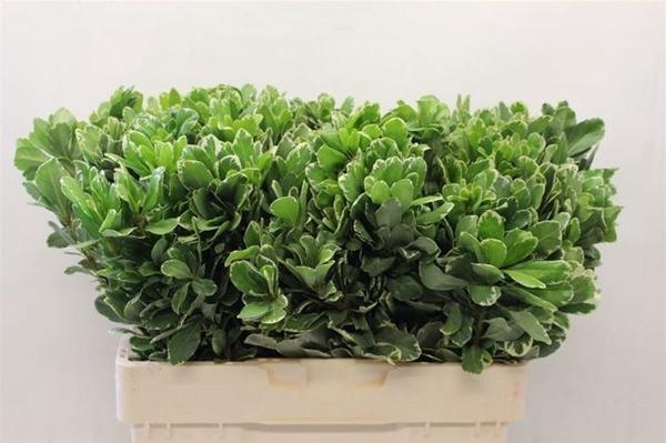 <h4>PITTOSPORUM ILAN</h4>