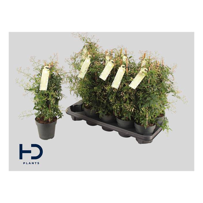 <h4>Jasminum polyanthum 12Ø 40cm 300fl</h4>