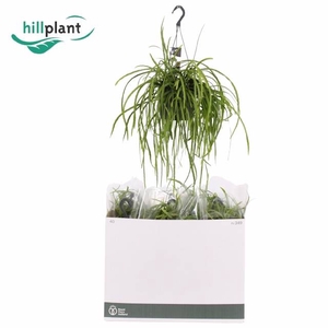 Lepismium Bolivianum (Cites) 17Ø 40cm