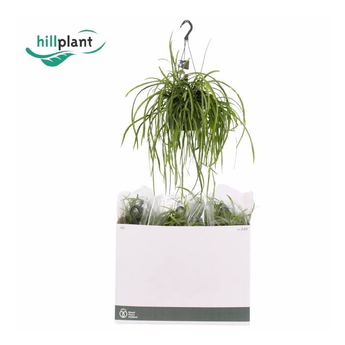 <h4>Lepismium Bolivianum (Cites) 17Ø 40cm</h4>