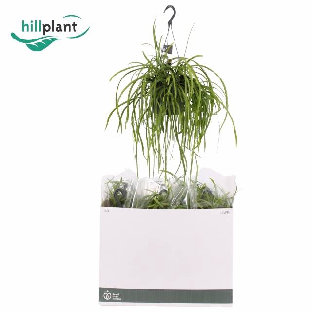 Lepismium Bolivianum (Cites) 17Ø 40cm