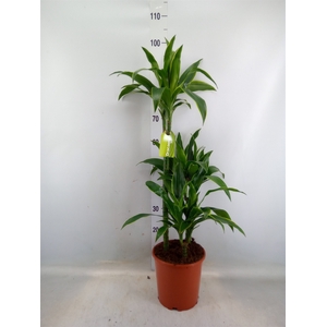 Dracaena fr de 'Art'