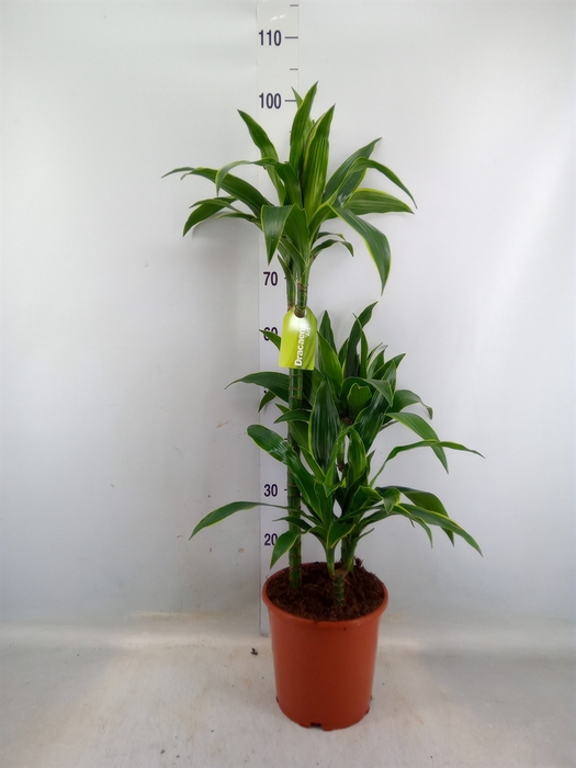 <h4>Dracaena fr de 'Art'</h4>