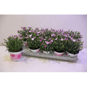 arr8 Dian Di Pink Kisses