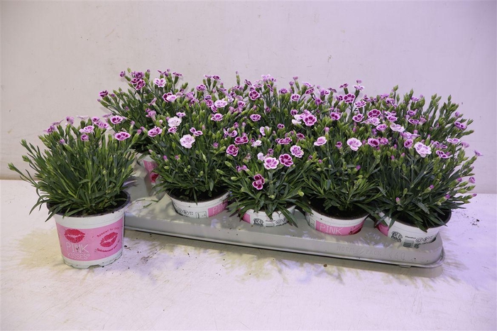 <h4>arr8 Dian Di Pink Kisses</h4>