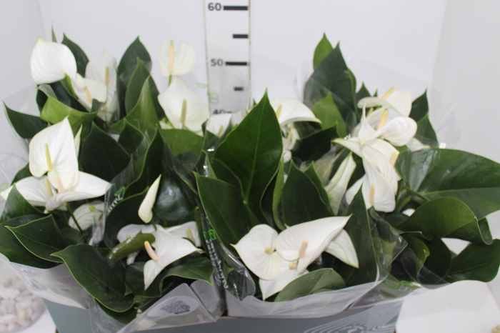 <h4>ANTHURIUM WHITE WINNER P15 BRANCO</h4>