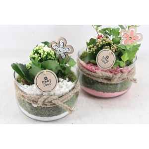 arr2 PL - Glas bose touw x6 - roze/wit