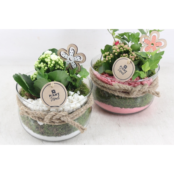 <h4>Arr2 Pl - Glas Bose Touw X6 - Roze/wit</h4>