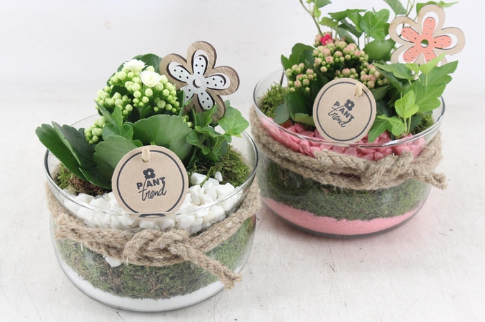 <h4>arr2 PL - Glas bose touw x6 - roze/wit</h4>