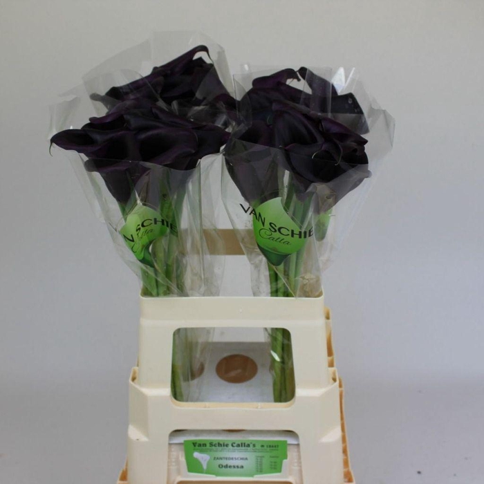 <h4>Zantedeschia odessa</h4>