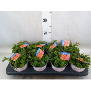 Portulaca   ...mix in pot