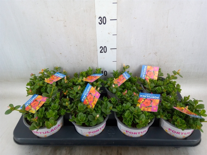 <h4>Portulaca   ...mix in pot</h4>