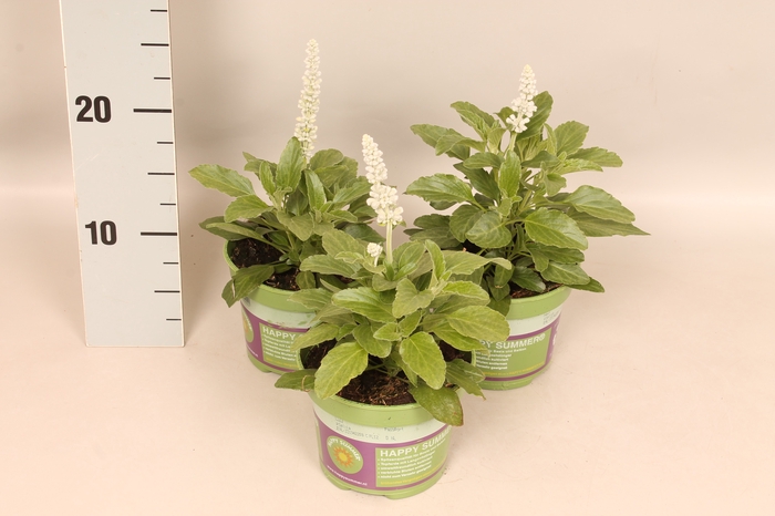 <h4>Salvia farinacea Sallyfun Snow White</h4>