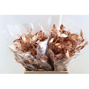 Euca Populus Berry Copper P Bunch