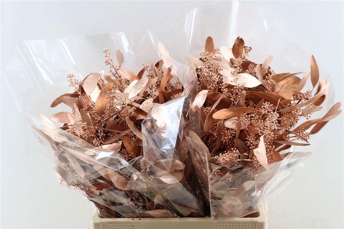 <h4>Euca Populus Berry Copper P Bunch</h4>