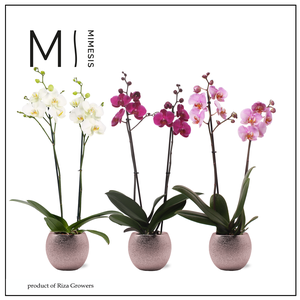 Phalaenopsis Stylish Mix 2 spike - 12cm in Bolivia Bubble Rosé | Mimesis