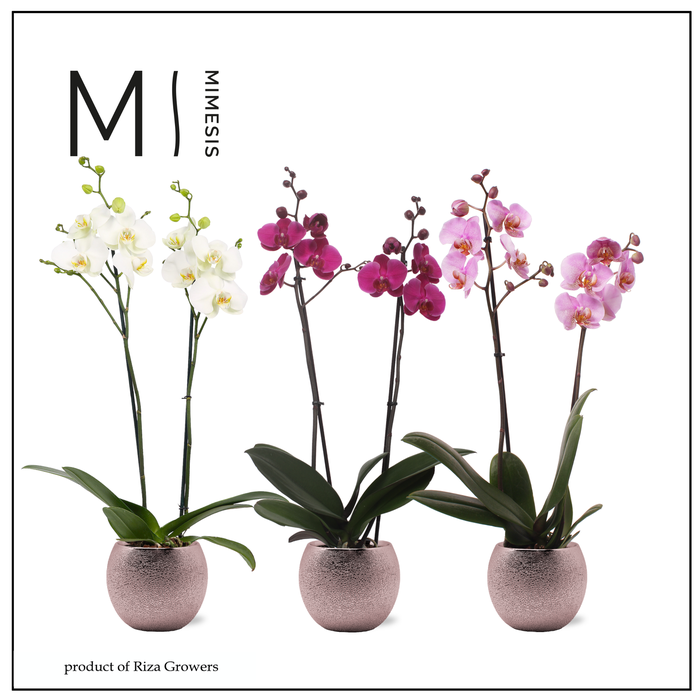 <h4>Phalaenopsis Stylish Mix 2 spike - 12cm in Bolivia Bubble Rosé | Mimesis</h4>