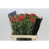 Dianthus Sp Symply Love