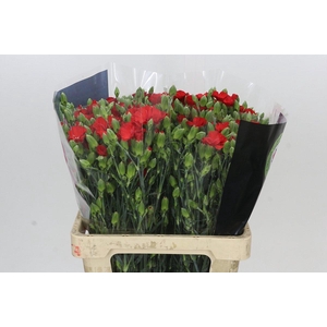 Dianthus Sp Symply Love