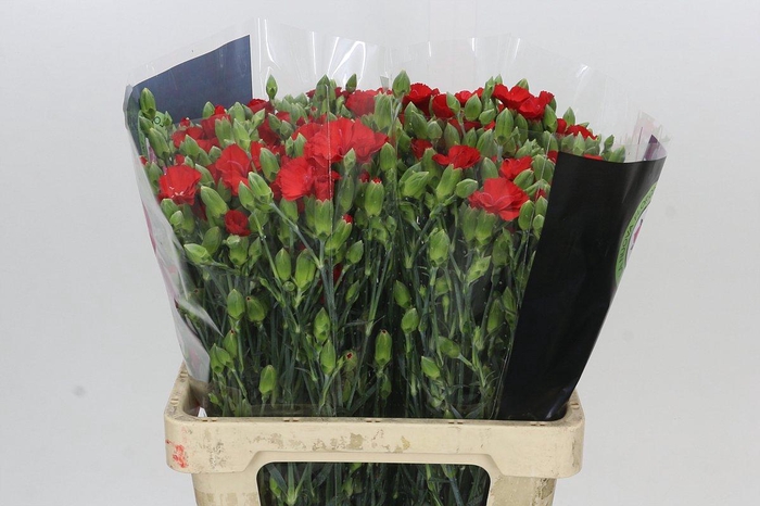 Dianthus Sp Symply Love