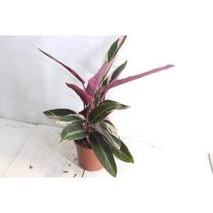 CALATHEA TRIALSTAR P17