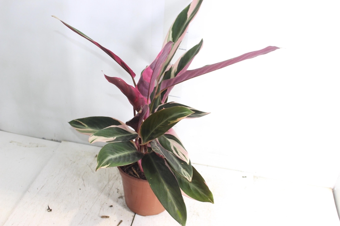 <h4>CALATHEA TRIALSTAR P17</h4>