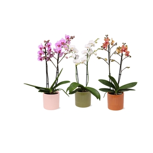 Phal. Multiflora 2-tak mix in keramiek BGC056