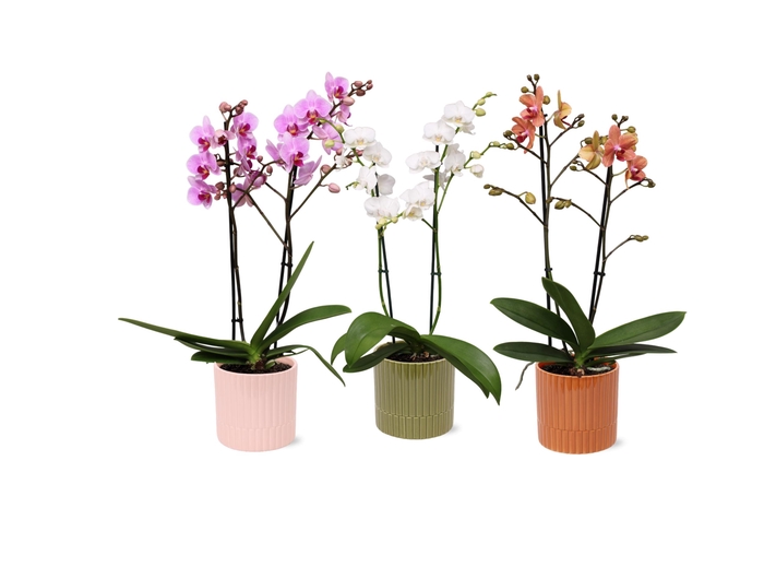 <h4>Phal. Multiflora 2-tak mix in keramiek BGC056</h4>