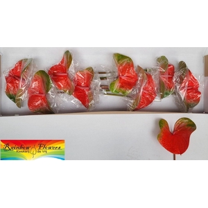 ANTH A FAMOUS ORANGE