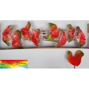 ANTH A FAMOUS ORANGE