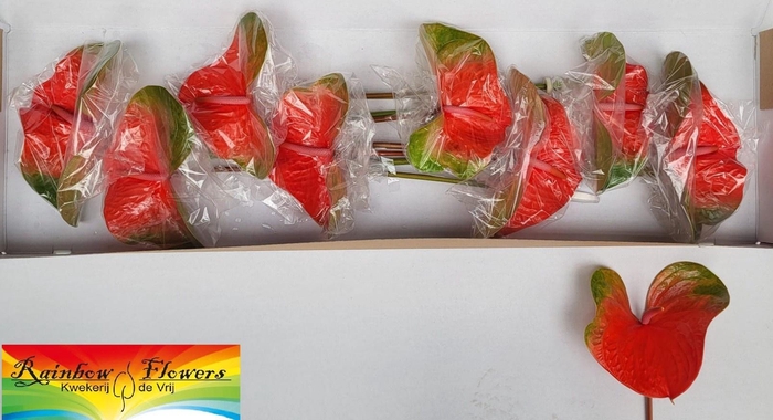 <h4>ANTH A FAMOUS ORANGE</h4>