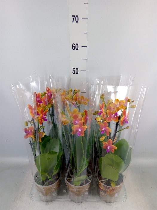 <h4>Phalaenopsis multi.   ...orange</h4>