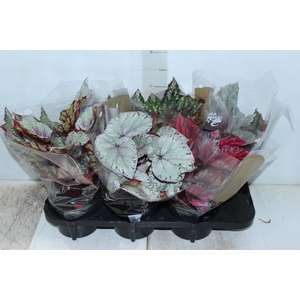 BEGONIA BELEAF P15 PO